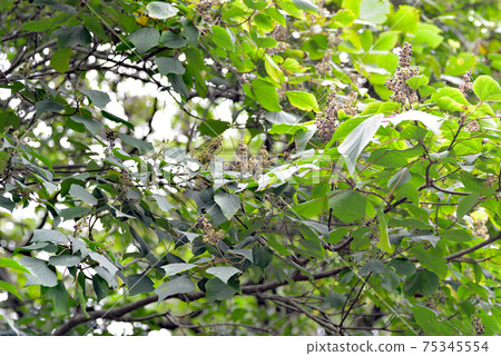 Typical pioneer plant 75345554