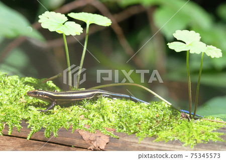 Higashi ni Hondo lizard Higashi ni Hondo lizard 75345573