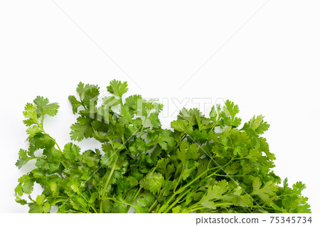 Fresh coriander on white background. 75345734