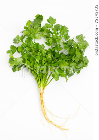 Fresh coriander on white background. Fresh coriander on white background. 75345735
