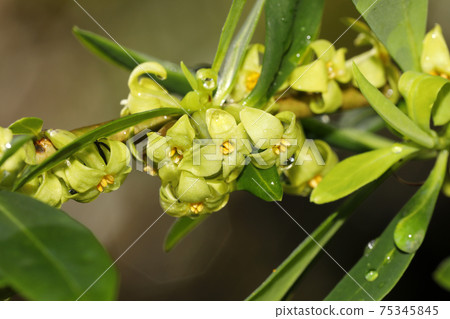 Flower of Onisibari 75345845