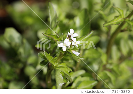 Watercress Flower Watercress Flower 75345870