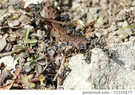 Formica japonica carrying prey Formica japonica carrying prey 75345877