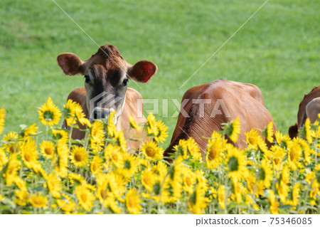 When sunflowers bloom on the Hiruzen Plateau When sunflowers bloom on the Hiruzen Plateau 75346085
