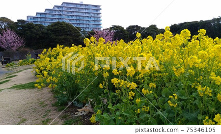 Na花的黃色花朵盛開 75346105