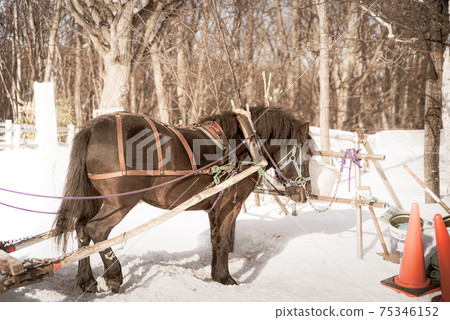 Horse in the snowy country 75346152