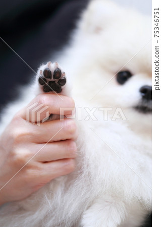 Pet dog Pomeranian paws 75346751