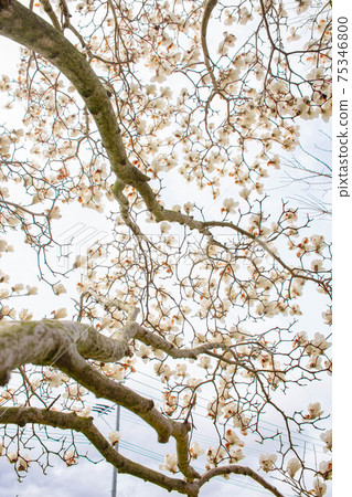 Magnolia landscape 75346800