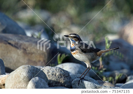 我在河邊遇見了一隻稀有的野鳥藍喉（Bluethroat） 75347135
