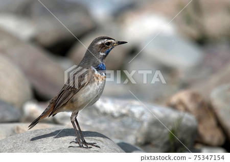 我在河邊遇見了一隻稀有的野鳥藍喉(Bluethroat) 我在河邊遇見了一隻稀有的野鳥藍喉(Bluethroat) 75347154
