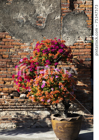 Bougainvillea in the setting sun Bougainvillea in the setting sun 75347573