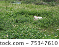A goat popping in a flower field 75347610