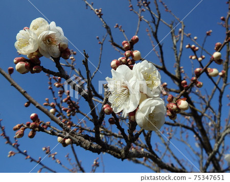 Winter solstice plum that stretches straight toward the blue sky Winter solstice plum that stretches straight toward the blue sky 75347651