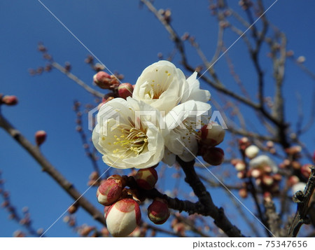 Winter solstice plum of white blooming flower plum 75347656