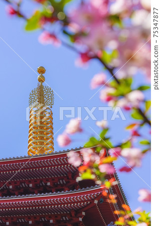 [Asakusa, Tokyo] A close-up of the golden bronze sorin standing on the roof of the five-storied pagoda of Sensoji Temple and the blur of the cherry blossoms. 75347877