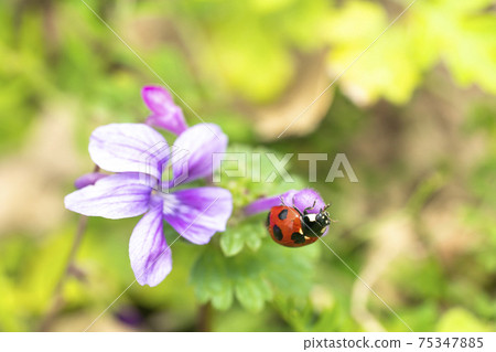 Violet Nana Hoshi Ladybugs 75347885