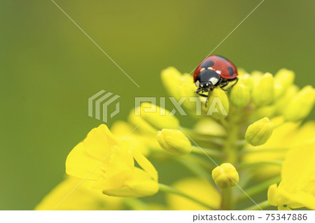 強姦花瓢蟲 75347886