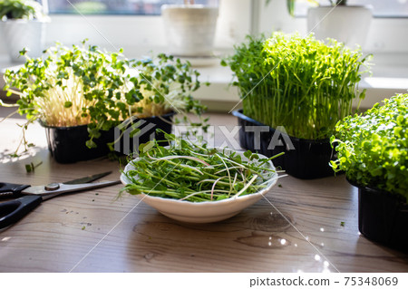 Cutted microgreens at the kitchen in the morning Cutted microgreens at the kitchen in the morning 75348069