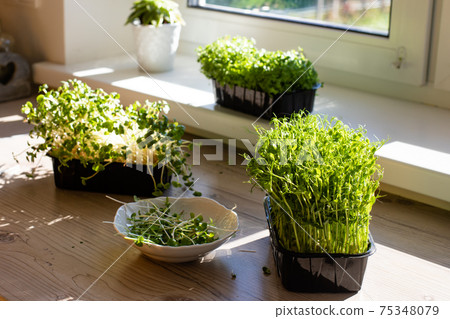 Cutted microgreens at the kitchen in the morning 75348079