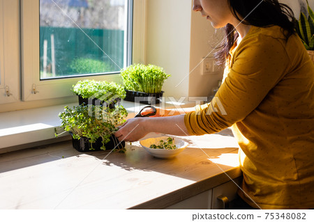 Woman cutting microgreens at the kitchen in the morning 75348082