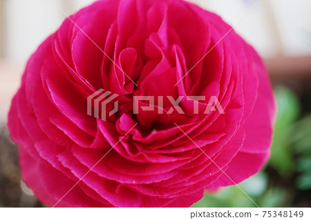 Ranunculus ☆ Hanakinpouge Ranunculus ☆ Hanakinpouge 75348149