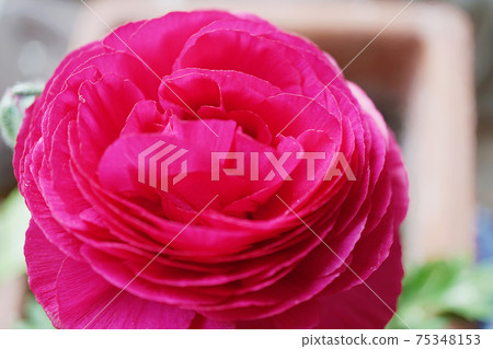 Ranunculus ☆ Hanakinpouge Ranunculus ☆ Hanakinpouge 75348153