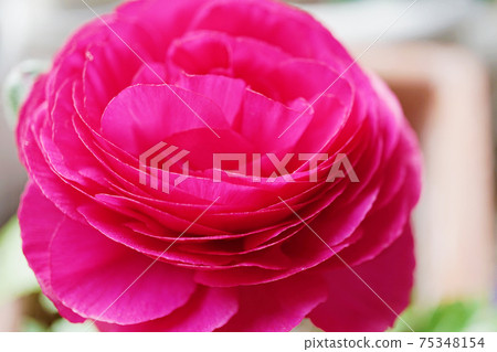 Ranunculus ☆ Hanakinpouge Ranunculus ☆ Hanakinpouge 75348154