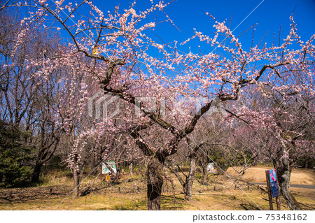 Weeping plums in the forest park 75348162