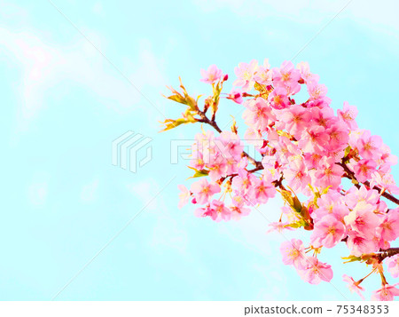 Blue sky and beautifully blooming cherry blossoms Blue sky and beautifully blooming cherry blossoms 75348353