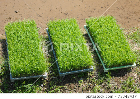 Paddy landscape in Japan Paddy landscape in Japan 75348437