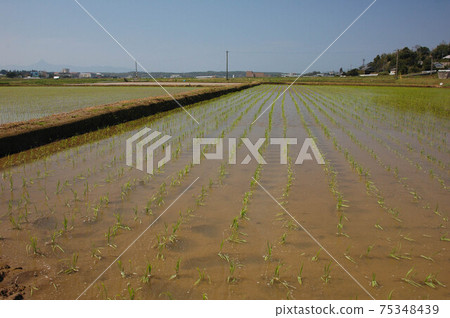 Paddy landscape in Japan 75348439
