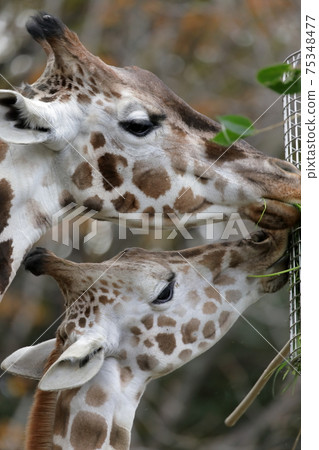 Parents and children are having a good meal (Amime Kirin Higashiyama Zoo and Botanical Garden, Nagoya City, Aichi Prefecture) 75348477