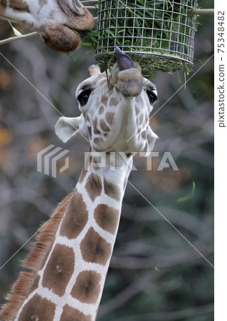 Parents and children eat together (Amime Kirin Higashiyama Zoo and Botanical Garden Nagoya City, Aichi Prefecture) 75348482