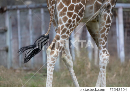 Giraffe's tail (Amime Kirin Higashiyama Zoo and Botanical Garden, Nagoya City, Aichi Prefecture) Giraffe's tail (Amime Kirin Higashiyama Zoo and Botanical Garden, Nagoya City, Aichi Prefecture) 75348504