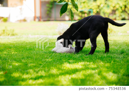 Black labrador puppy play with gray kitten on the green grass Black labrador puppy play with gray kitten on the green grass 75348536