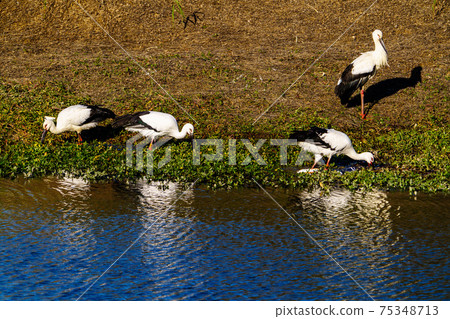 Stork flying to a pond in Ogori City, Fukuoka Prefecture 75348713