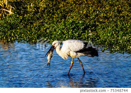 鸛飛到福岡縣小栗市的一個池塘 75348744