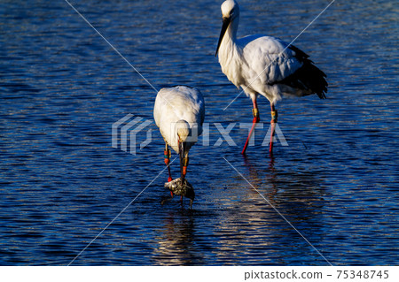 Stork flying to a pond in Ogori City, Fukuoka Prefecture Stork flying to a pond in Ogori City, Fukuoka Prefecture 75348745