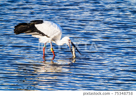 Stork flying to a pond in Ogori City, Fukuoka Prefecture Stork flying to a pond in Ogori City, Fukuoka Prefecture 75348758