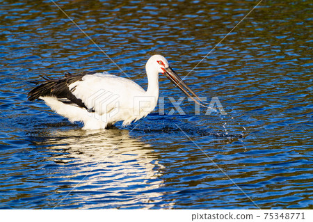 Stork flying to a pond in Ogori City, Fukuoka Prefecture Stork flying to a pond in Ogori City, Fukuoka Prefecture 75348771