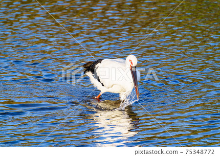 Stork flying to a pond in Ogori City, Fukuoka Prefecture Stork flying to a pond in Ogori City, Fukuoka Prefecture 75348772
