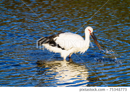Stork flying to a pond in Ogori City, Fukuoka Prefecture 75348773