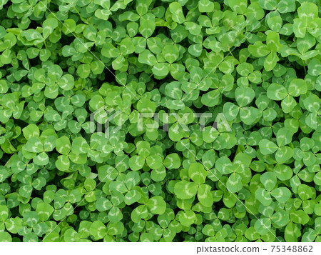 Clover leaves 75348862