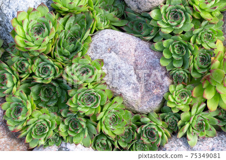 Group of an evergreen groundcover plant Sempervivum known as Houseleek in rockery, top view 75349081