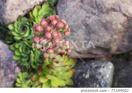 Blooming evergreen groundcover plant Sempervivum known as Houseleek in rockery Blooming evergreen groundcover plant Sempervivum known as Houseleek in rockery 75349082