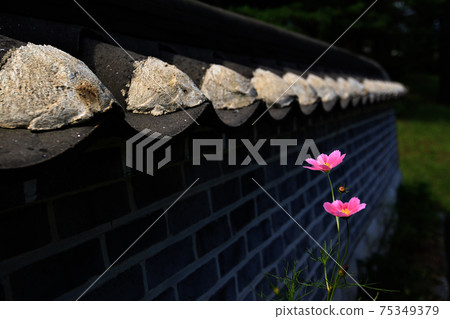 Cosmos in bloom next to the old house wall 75349379