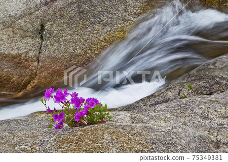 Rhododendron in Wolseong Valley, Geochang, Gyeongnam Rhododendron in Wolseong Valley, Geochang, Gyeongnam 75349381