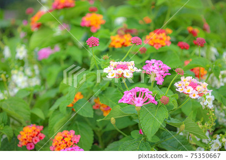 "Nature" flowers colorful "Nature" flowers colorful 75350667