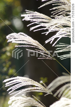 The ears of Japanese pampas grass are shining. The ears of Japanese pampas grass are shining. 75351026