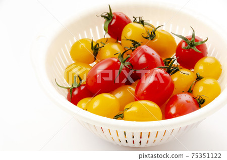 迷你番茄愛子 75351122